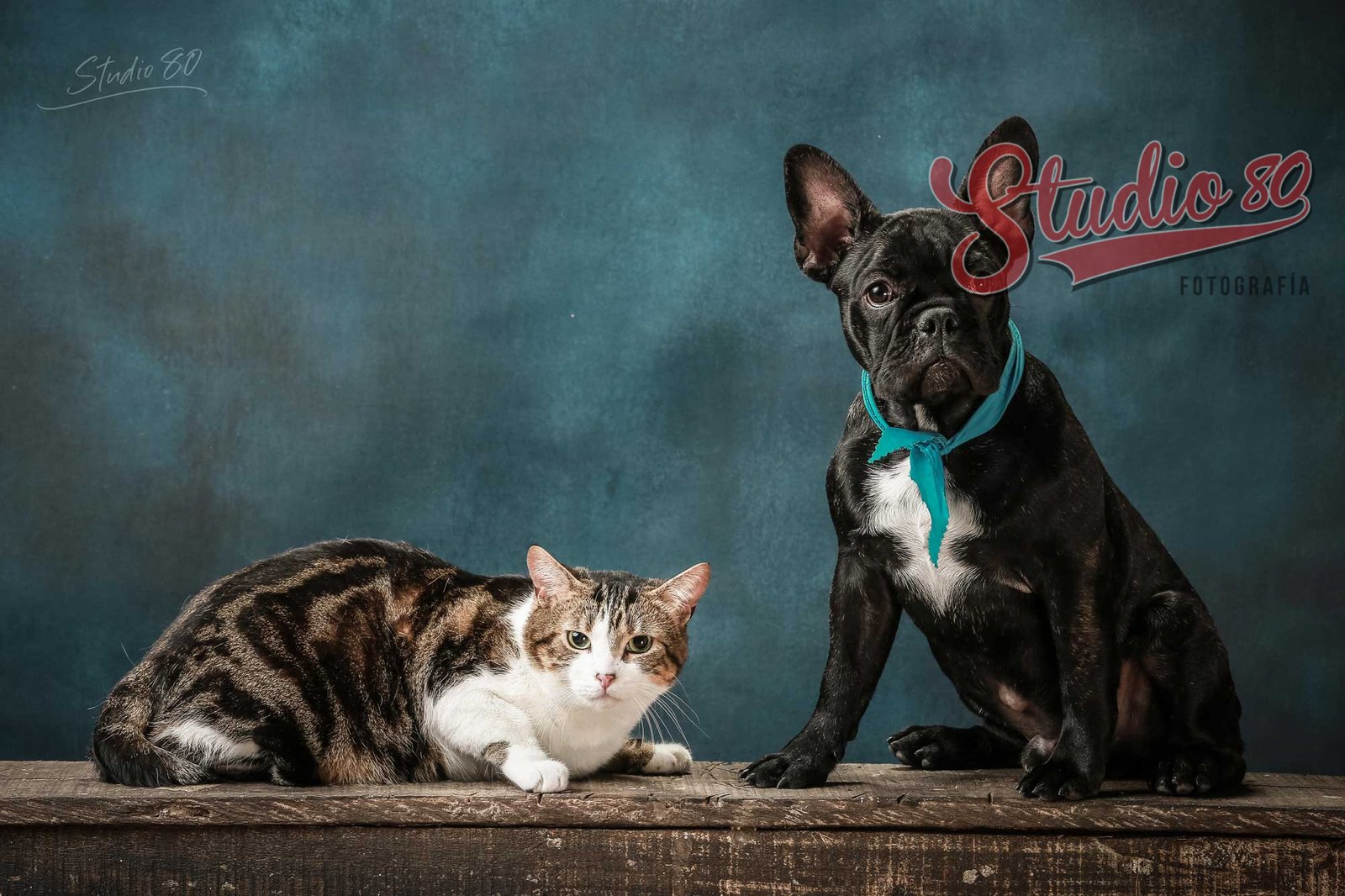 Sesión de Fotografía Mascotas - Imagen 2