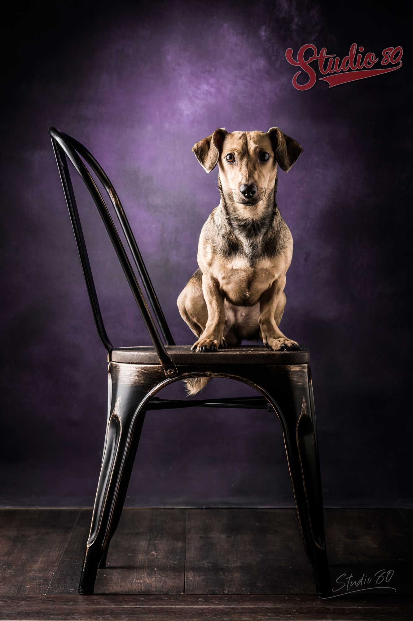 Sesión de Fotografía Mascotas