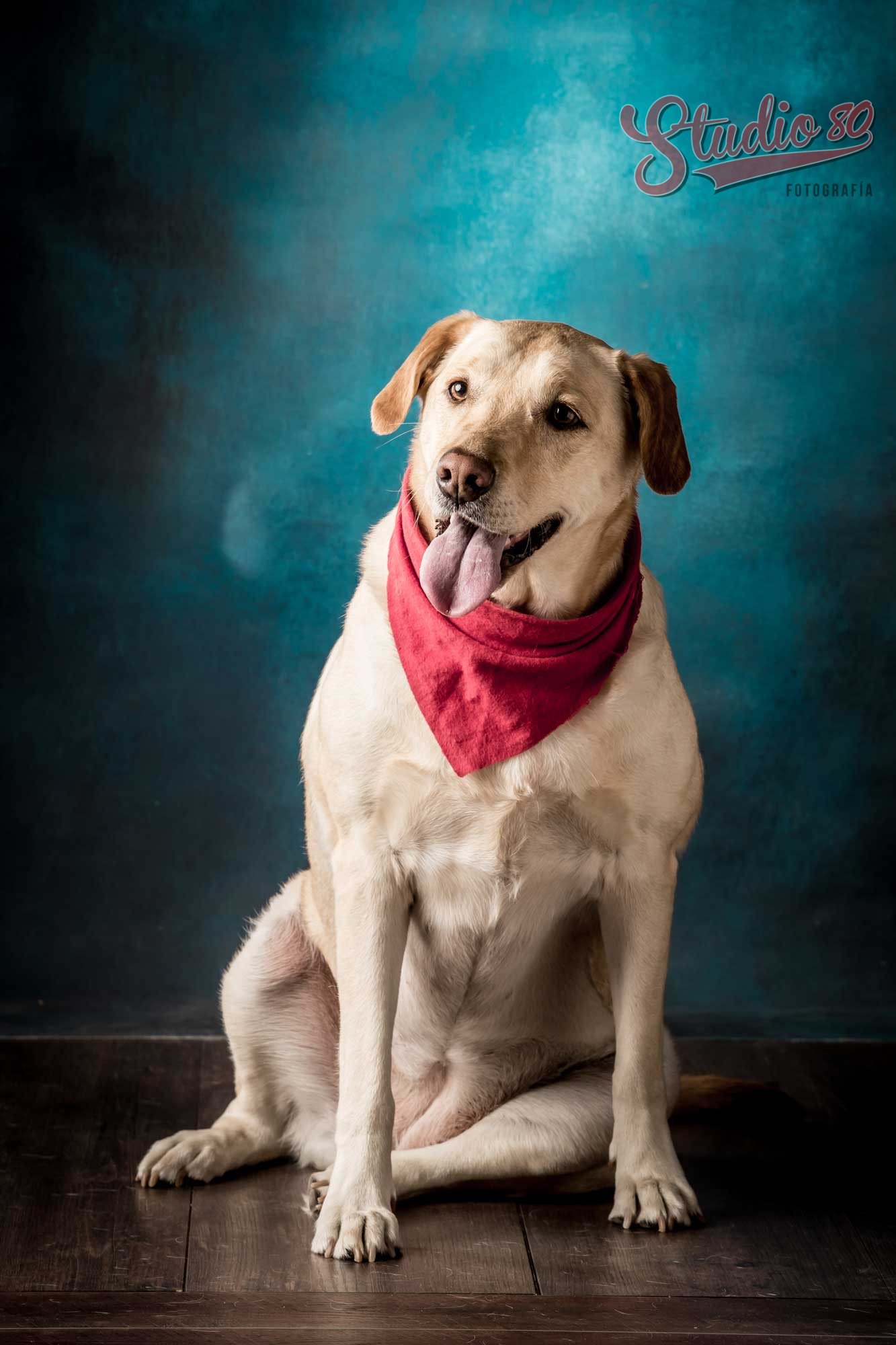 Sesión de Fotografía Mascotas - Imagen 5