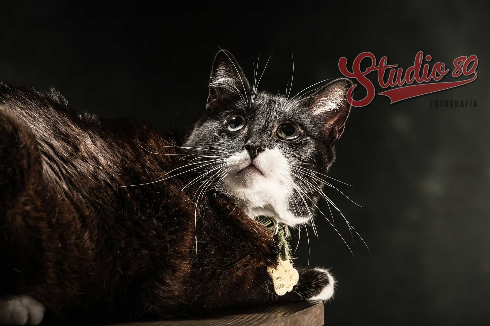 Sesión de Fotografía Mascotas - Imagen 4