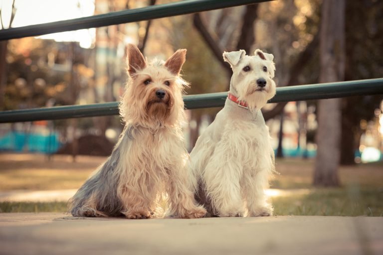 Sesión de Fotografía Mascotas - Imagen 3